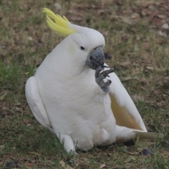 Cacatua galerita (Sulphur-crested Cockatoo) at Conder, ACT - 22 Apr 2022 by michaelb