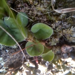 Dichondra sp. Inglewood (J.M.Dalby 86/93) Qld Herbarium (Kidney Weed) at Cooma, NSW - 1 Aug 2022 by mahargiani