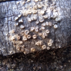 Unverified Other fungus at Cooma, NSW - 1 Aug 2022 by mahargiani