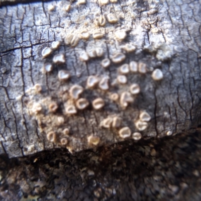 Unverified Other fungus at Cooma, NSW - 1 Aug 2022 by mahargiani
