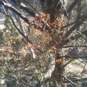 Bursaria spinosa at Cooma, NSW - 1 Aug 2022 03:25 PM