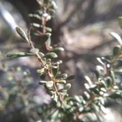 Bursaria spinosa at Cooma, NSW - 1 Aug 2022