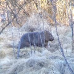 Vombatus ursinus (Common wombat, Bare-nosed Wombat) at Woodstock Nature Reserve - 30 Jul 2022 by Angus44