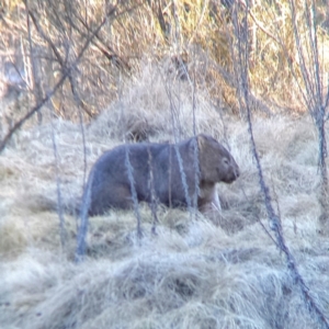 Vombatus ursinus at Coree, ACT - 30 Jul 2022