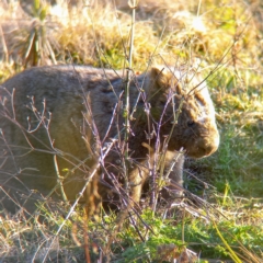 Vombatus ursinus (Common wombat, Bare-nosed Wombat) at Woodstock Nature Reserve - 30 Jul 2022 by Angus44