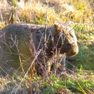 Vombatus ursinus at Coree, ACT - 30 Jul 2022 04:13 PM