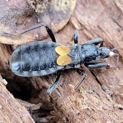 Peirates sp. (genus) (Yellow-spot Assassin Bug) at Mount Ainslie - 2 Aug 2022 by trevorpreston