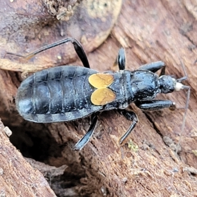 Peirates sp. (genus) (Yellow-spot Assassin Bug) at Campbell, ACT - 2 Aug 2022 by trevorpreston