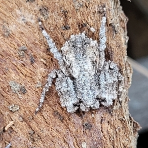 Stephanopis sp. (genus) at Campbell, ACT - 2 Aug 2022 12:51 PM