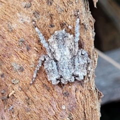 Stephanopis sp. (genus) at Campbell, ACT - 2 Aug 2022 12:51 PM