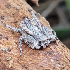 Stephanopis sp. (genus) at Campbell, ACT - 2 Aug 2022 12:51 PM