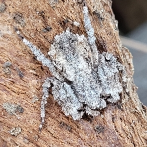 Stephanopis sp. (genus) at Campbell, ACT - 2 Aug 2022 12:51 PM