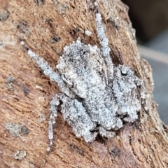 Stephanopis sp. (genus) at Campbell, ACT - 2 Aug 2022 12:51 PM