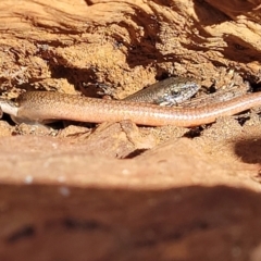 Morethia boulengeri (Boulenger's Skink) at Mount Ainslie - 2 Aug 2022 by trevorpreston