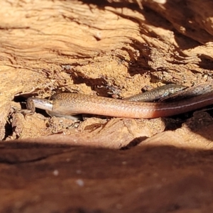 Morethia boulengeri at Campbell, ACT - 2 Aug 2022 12:59 PM