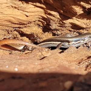 Morethia boulengeri at Campbell, ACT - 2 Aug 2022 12:59 PM