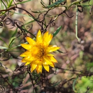 Xerochrysum viscosum at O'Malley, ACT - 2 Aug 2022