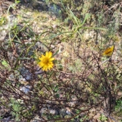 Xerochrysum viscosum at O'Malley, ACT - 2 Aug 2022