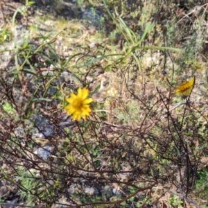 Xerochrysum viscosum at O'Malley, ACT - 2 Aug 2022