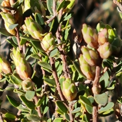 Brachyloma daphnoides (Daphne Heath) at Mount Mugga Mugga - 2 Aug 2022 by Mike