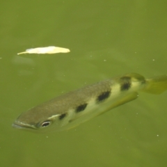 Unidentified Other Native Fish at Oak Beach, QLD - 2 Aug 2022 by GlossyGal