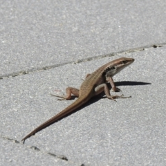 Unidentified Skink at Oak Beach, QLD - 27 Jul 2022 by GlossyGal