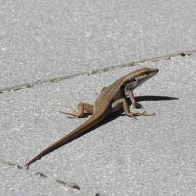 Carlia longipes at Oak Beach, QLD - 27 Jul 2022 by GlossyGal