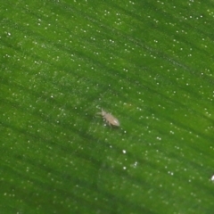 Collembola sp. (class) at Acton, ACT - 28 Apr 2022 10:41 AM