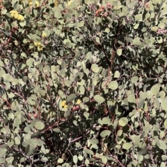 Eucalyptus minniritchi at suppressed - 19 Jul 2022 11:58 AM