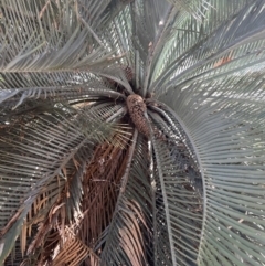 Macrozamia macdonnellii (MacDonnell Ranges Cycad) at Burt Plain, NT - 20 Jul 2022 by SimoneC