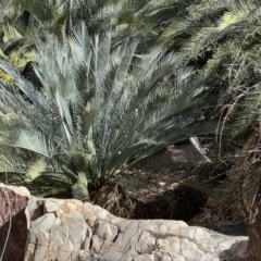 Macrozamia macdonnellii at Burt Plain, NT - 20 Jul 2022 11:44 AM