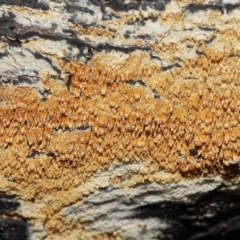 Corticioid fungi at Namadgi National Park - 2 Aug 2022 by TimL