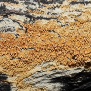 Corticioid fungi at Tennent, ACT - 2 Aug 2022