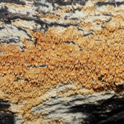 Corticioid fungi at Tennent, ACT - 2 Aug 2022 by TimL
