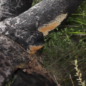 Corticioid fungi at Tennent, ACT - 2 Aug 2022