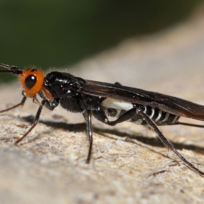 Callibracon capitator (White Flank Black Braconid Wasp) at Tennent, ACT - 2 Aug 2022 by TimL