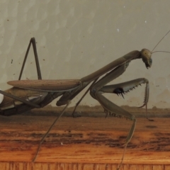 Pseudomantis albofimbriata at Pollinator-friendly garden Conder - 2 May 2022 by michaelb