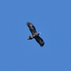 Aquila audax (Wedge-tailed Eagle) at Tennent, ACT - 2 Aug 2022 by TimL