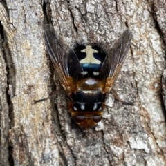 Microtropesa sinuata (A bristle fly) at Jerrabomberra, NSW - 3 Aug 2022 by SteveBorkowskis