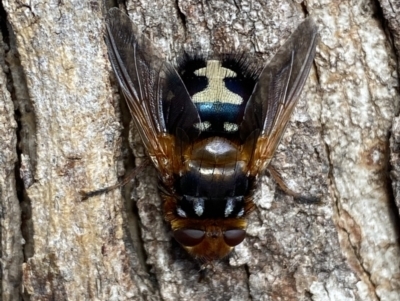 Microtropesa sinuata (A bristle fly) at Jerrabomberra, NSW - 3 Aug 2022 by SteveBorkowskis