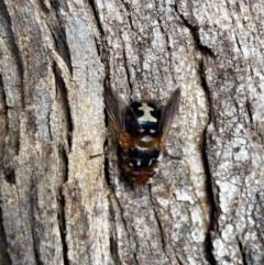 Microtropesa sinuata at Jerrabomberra, NSW - 3 Aug 2022