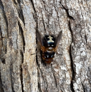 Microtropesa sinuata at Jerrabomberra, NSW - 3 Aug 2022