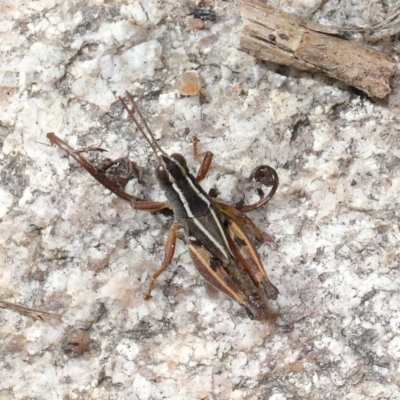 Phaulacridium vittatum (Wingless Grasshopper) at Namadgi National Park - 2 Aug 2022 by TimL