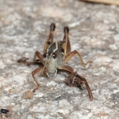 Phaulacridium vittatum at Tennent, ACT - 2 Aug 2022