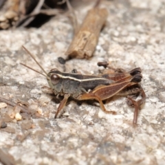 Phaulacridium vittatum at Tennent, ACT - 2 Aug 2022 12:43 PM