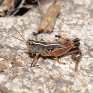 Phaulacridium vittatum at Tennent, ACT - 2 Aug 2022