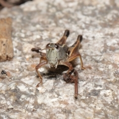 Phaulacridium vittatum at Tennent, ACT - 2 Aug 2022 12:43 PM