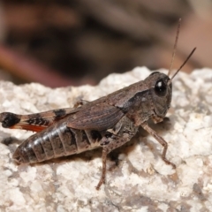 Phaulacridium vittatum (Wingless Grasshopper) at Tennent, ACT - 2 Aug 2022 by TimL