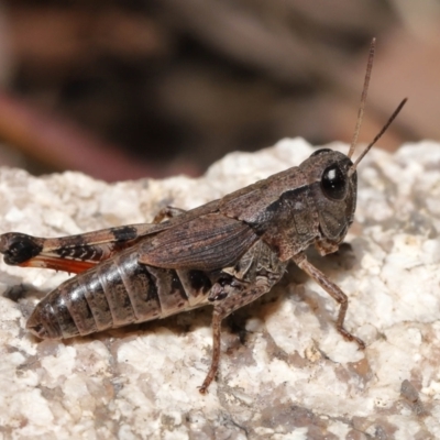 Phaulacridium vittatum (Wingless Grasshopper) at Tennent, ACT - 2 Aug 2022 by TimL