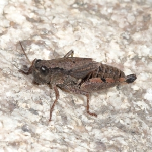 Phaulacridium vittatum at Tennent, ACT - 2 Aug 2022 12:43 PM